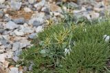 Centaurea idaea. Расцветающее растение, растущее в \"подушке\" Astragalus angustifolius Lam. Греция, о-в Крит, ном Ханья (Νομός Χανίων), дим Сфакион (Δήμος Σφακίων), горный массив Лефка Ори (Λευκά Όρη), ≈ 1850 м н.у.м., каменистая россыпь. 21 июня 2017 г.