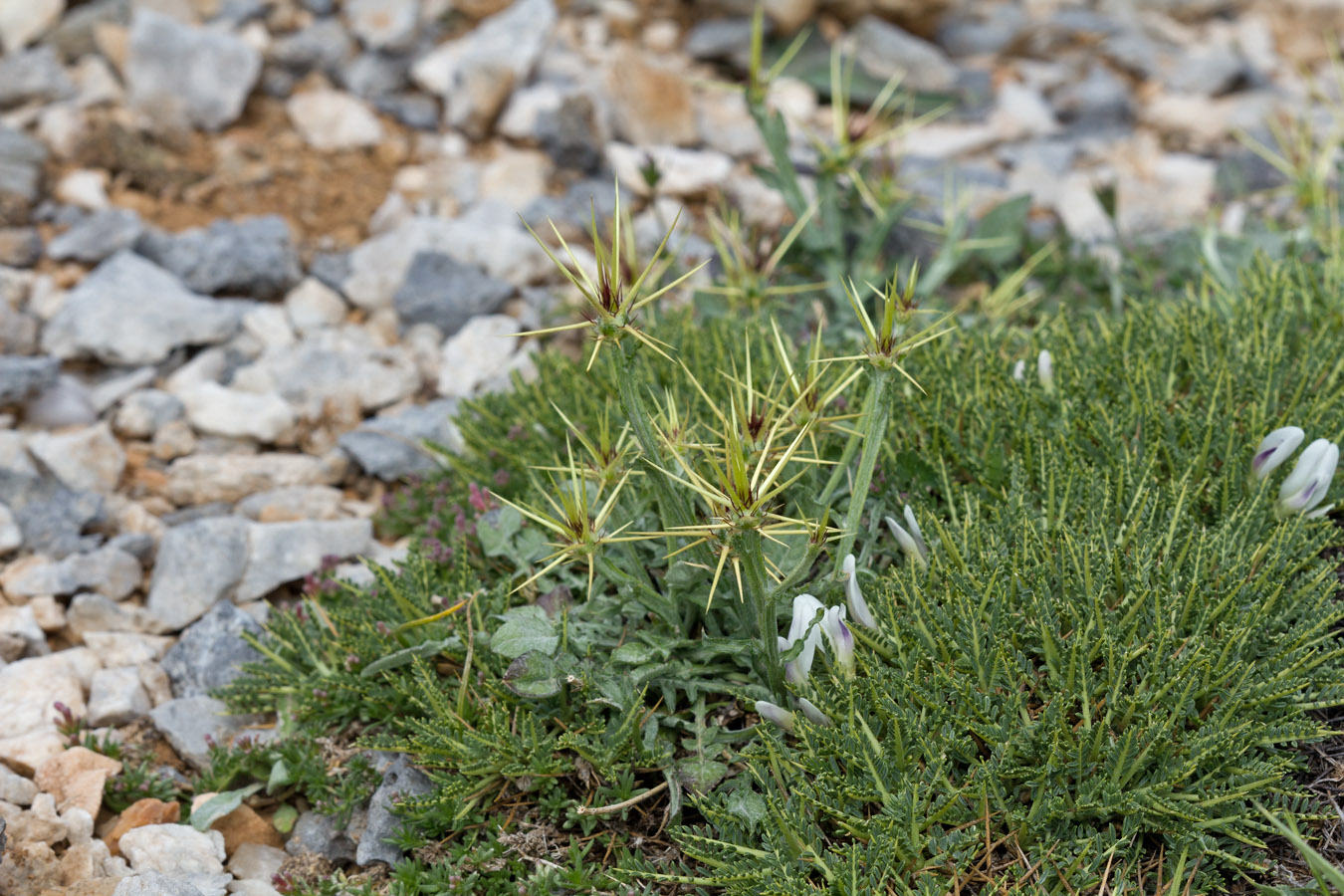 Изображение особи Centaurea idaea.