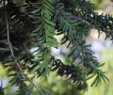 Taxus baccata. Ветвь с незрелыми семенами в сочных присемянниках. Крым, г. Бахчисарай, Бахчисарайский дворец, в культуре. 14.08.2017.