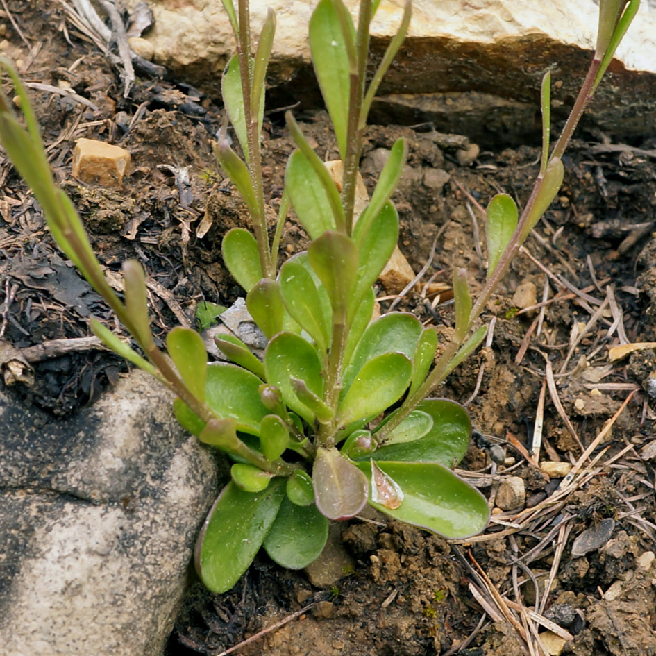 Изображение особи род Polygala.