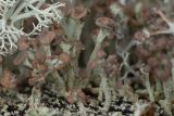 Cladonia botrytes