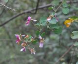 Lespedeza bicolor