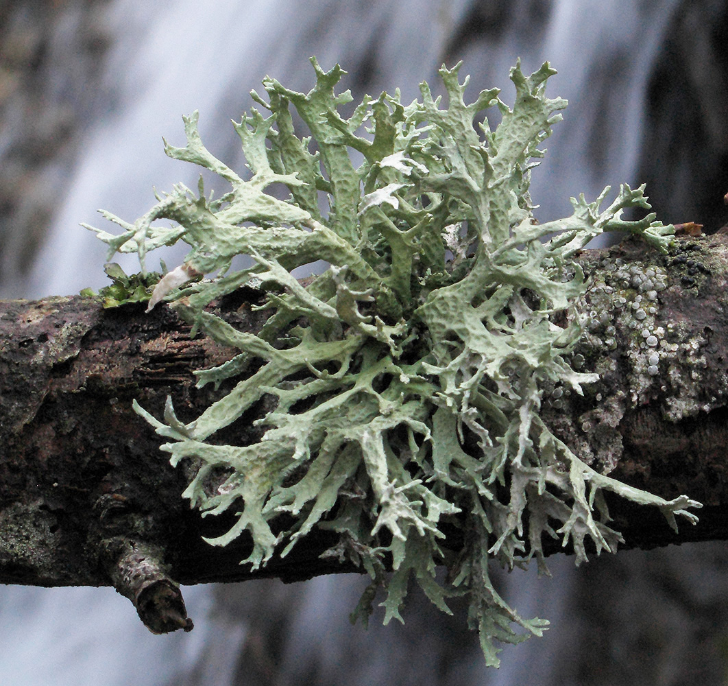 Изображение особи Evernia prunastri.