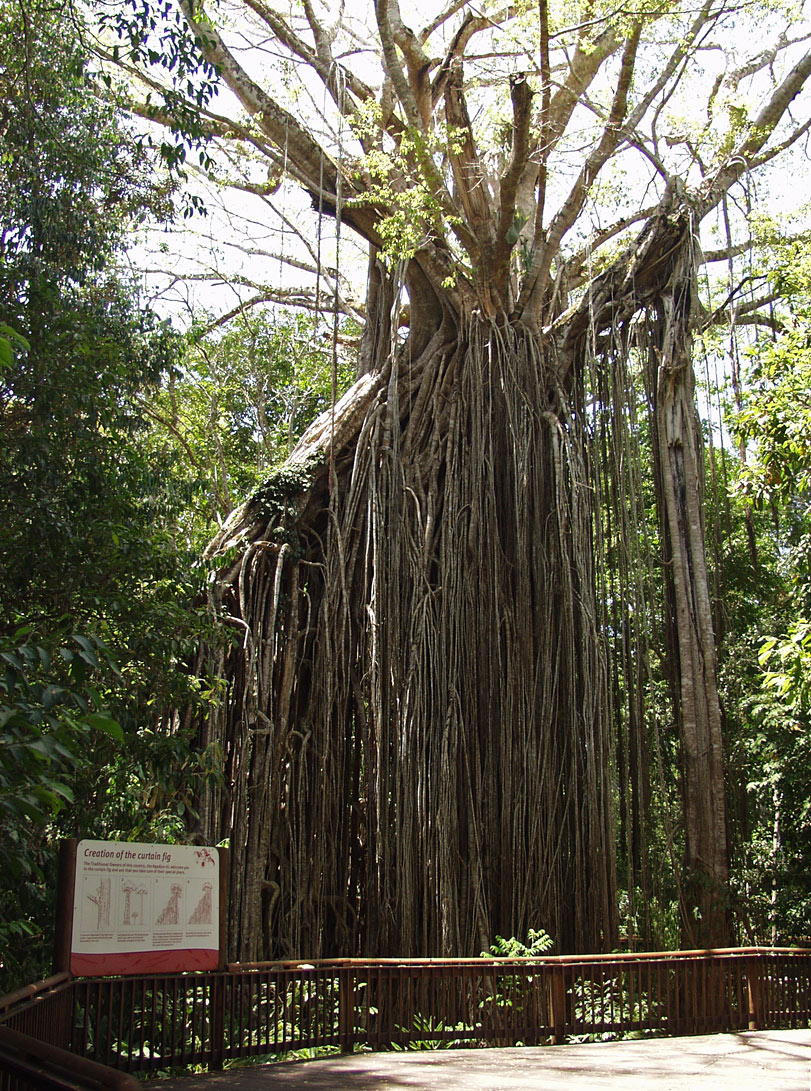 Изображение особи Ficus virens.