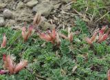 Astragalus buschiorum