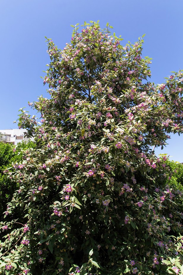 Изображение особи Lagunaria patersonia.