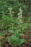 Epipactis helleborine. Цветущие растения. Дагестан, Табасаранский р-н, 4 км к северо-востоку от с. Дарваг, дубовый лес. 12 июня 2018 г.