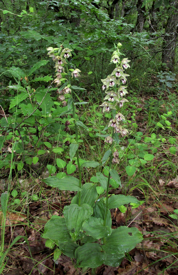 Изображение особи Epipactis helleborine.