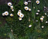 Leucanthemum vulgare