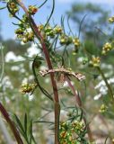 Artemisia borealis