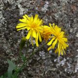 Hieracium umbellatum. Верхушка цветущего растения. Красноярский край, окр. г. Красноярск, заповедник \"Столбы\", расщелина в сиенитовом массиве Второго столба. 13.08.2018.