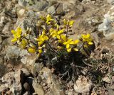 Draba cuspidata