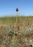 Allium regelianum. Цветущее растение. Крым, Керченский п-ов, окр. пос. Приморский, на грунтовой дороге в галофитной степи. 26 июня 2019 г.