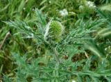 Echinops tricholepis