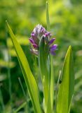 Dactylorhiza incarnata. Верхушка зацветающего растения. Пермский край, г. Пермь, Кировский р-н, пос. Кировский, дол. р. Заборная, сырой луг. 07.06.2020.