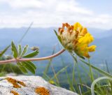 Anthyllis lachnophora. Верхушка побега с соцветием. Краснодарский край, Апшеронский р-н, гора Черногор, платообразная вершина, ≈ 1750 м н.у.м., в расщелине скалы. 27.06.2020.