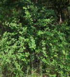 Cotoneaster melanocarpus