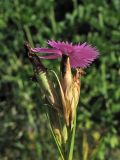 Dianthus seguieri подвид glaber. Соцветие (вид сбоку). Финляндия, Хельсинки, ботанический сад \"Kaisaniemi\", в культуре. 2 августа 2010 г.