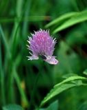 Allium schoenoprasum