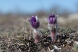 Pulsatilla taurica. Цветущие растения. Крым, Севастополь, окр. с. Терновка, скалы Кара-Коба. 02.03.2021.