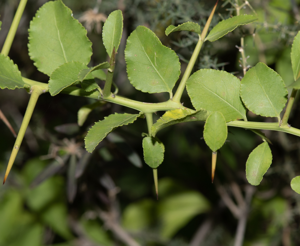 Изображение особи Gymnosporia buxifolia.
