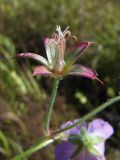 Geranium wlassovianum. Отцветший цветок. Магаданская обл., Ольский р-н, Клепкинская трасса, бассейн р. Танон, Танонская тундра, небольшое возвышение. 21.08.2021.