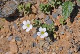 Cerastium lithospermifolium