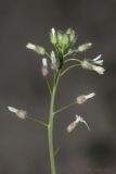 Camelina rumelica