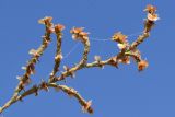 Girgensohnia diptera. Веточка с незрелыми плодами. Узбекистан, Наманганская обл., Папский р-н, предгорья Кураминского хр., Ферганская долина, южные окр. кишлака Ханабад, глинисто-каменистая местность. 08.10.2022.