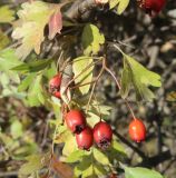 род Crataegus. Верхушка побега с соплодием. Тверская обл., г. Тверь, Пролетарский р-н, просп. 50 лет Октября, в озеленении. 18.09.2022.