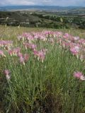 Jurinea stoechadifolia. Цветущие растения. Крым, предгорья, известняковые холмы в окр. с. Верхнесадовое. 30 июня 2010 г.