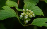 Physocarpus opulifolius