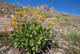 Senecio taraxacifolius. Цветущее растение. Кабардино-Балкария, Эльбрусский р-н, гора Чегет, ≈ 3050 м н.у.м., каменистый склон. 23.08.2023.