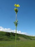 Potentilla conferta