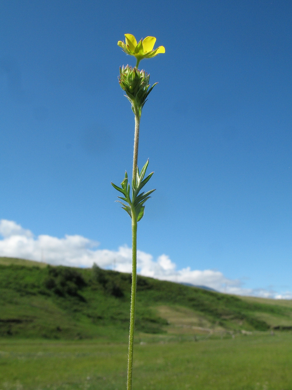 Изображение особи Potentilla conferta.