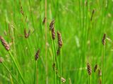 Eleocharis mamillata