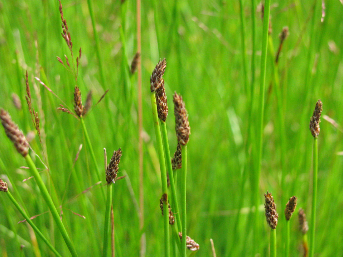 Изображение особи Eleocharis mamillata.