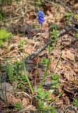 род Muscari. Цветущее растение. Пермский край, г. Пермь, Дзержинский р-н, м-н Акуловский, липовый лес. 13.05.2023.