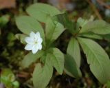 Trientalis europaea