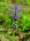 Leopoldia tenuiflora