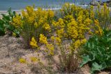 Galium verum. Цветущие растения на ракушечном пляже. Крым, Керченский п-ов, Приазовье, Караларская степь, Генеральские пляжи. 08.06.2012.