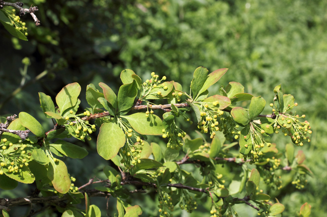 Изображение особи Berberis integerrima.