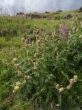 Astragalus maximus. Плодоносящие растения. Кабардино-Балкария, Зольский р-н, долина Джилы-Су. 27.07.2012.