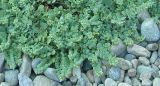 Mertensia maritima. Отцветающее растение. Приморье, бухта Второй Лангоу, галечный пляж. 26.08.2006.