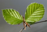 Fagus sylvatica. Молодые листочки. Германия, г. Кемпен, в парке. 20.04.2013.