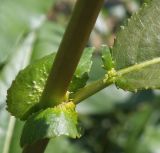 Salix &times; schumanniana