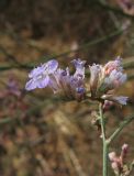 Limonium scoparium