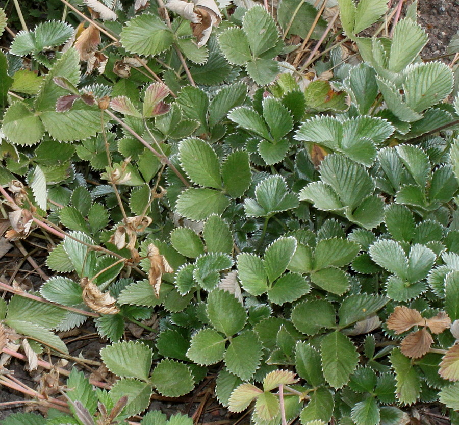Изображение особи Potentilla argyrophylla var. atrosanguinea.