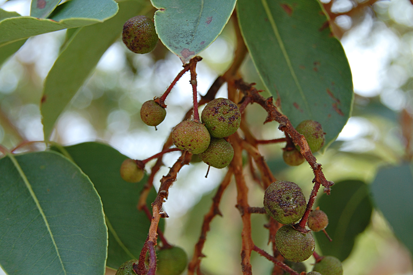 Изображение особи Arbutus andrachne.