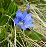 Gentiana dshimilensis